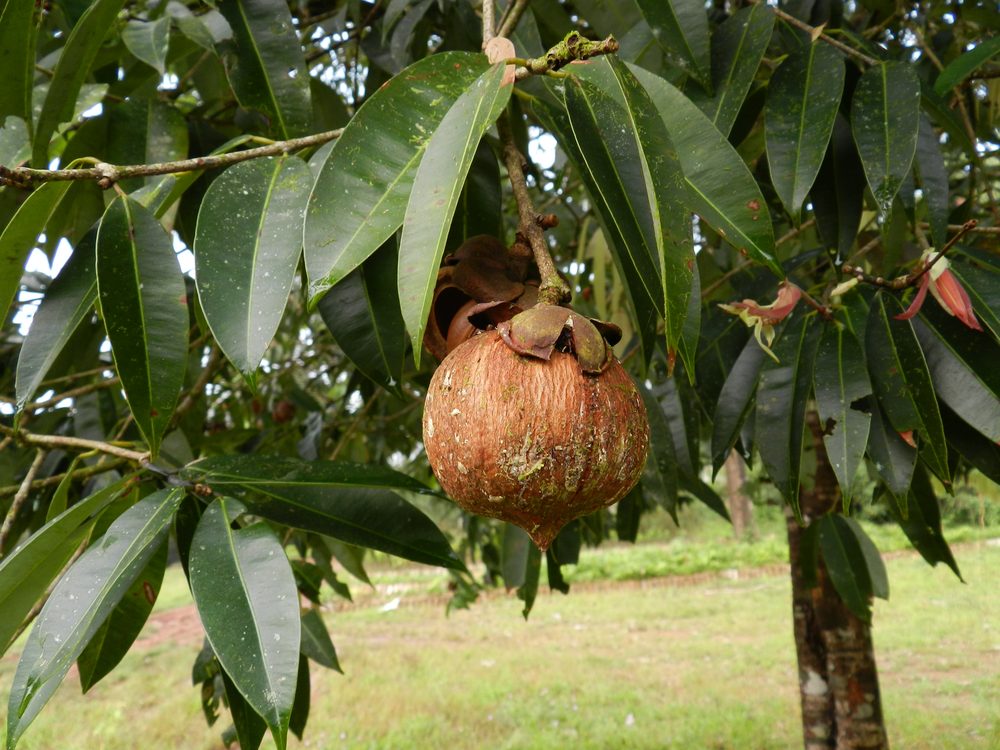 Mesua ferrea