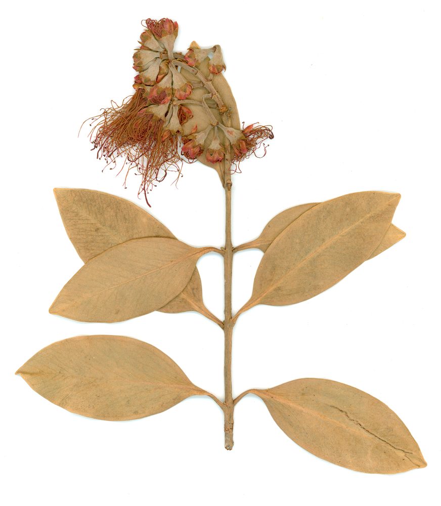 Metrosideros sclerocarpa