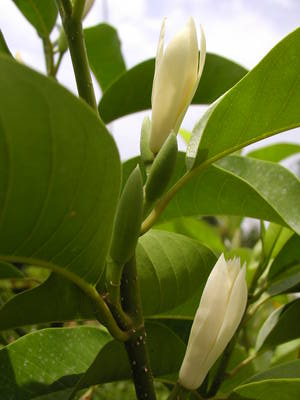 White champac