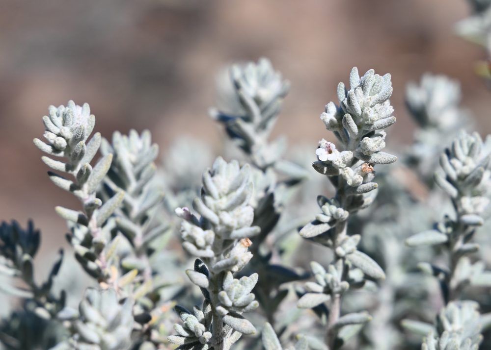 Micromeria benthamii