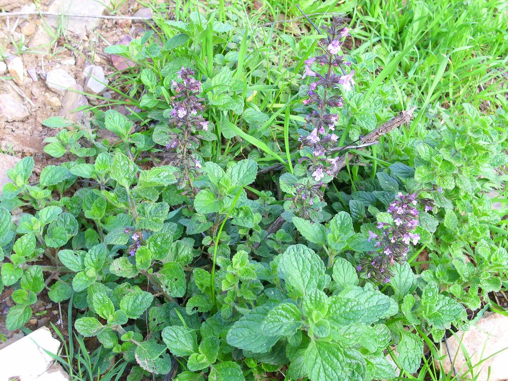Tasnanesi