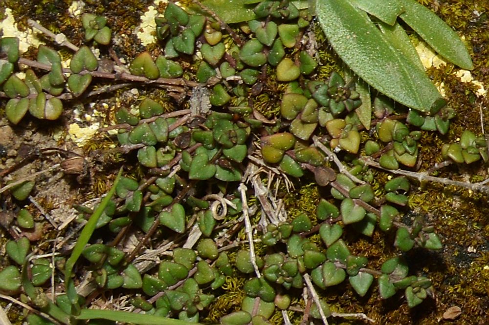 Micromeria teneriffae