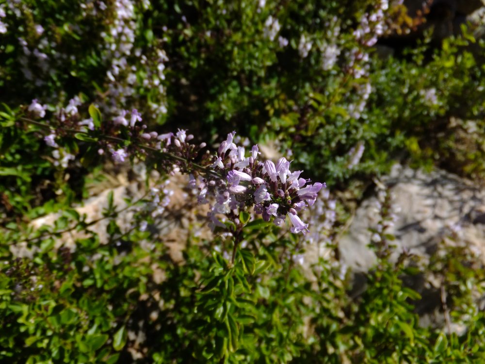 Micromeria thymifolia