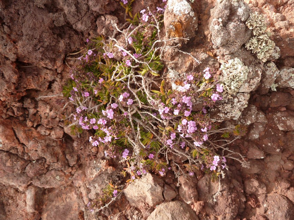 Madeiran 'Hyssop'