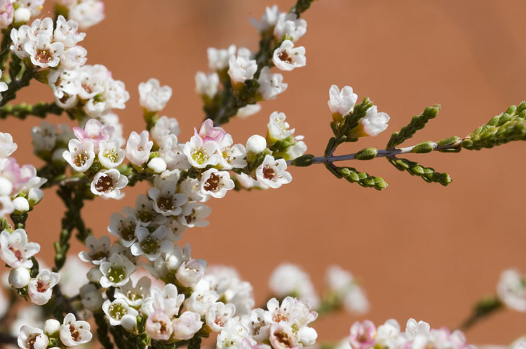 Fringed-heath myrtle