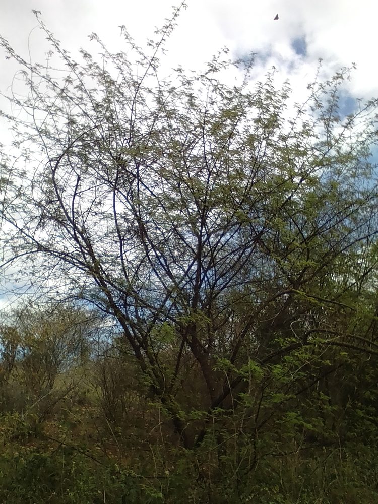 Jurema