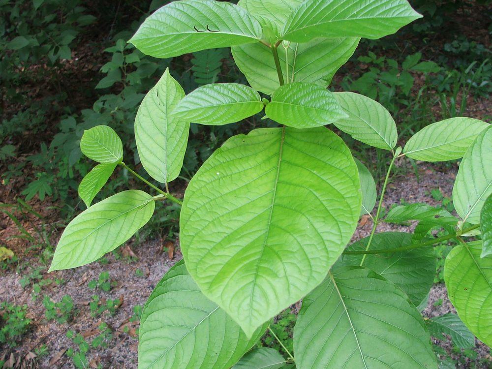 Kratum