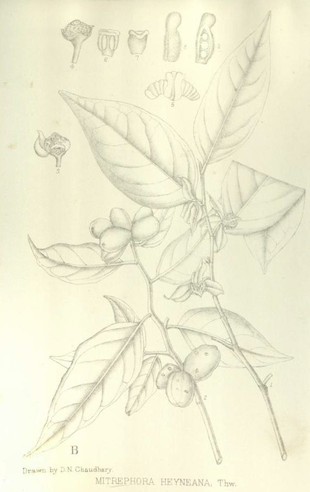 Mitrephora heyneana