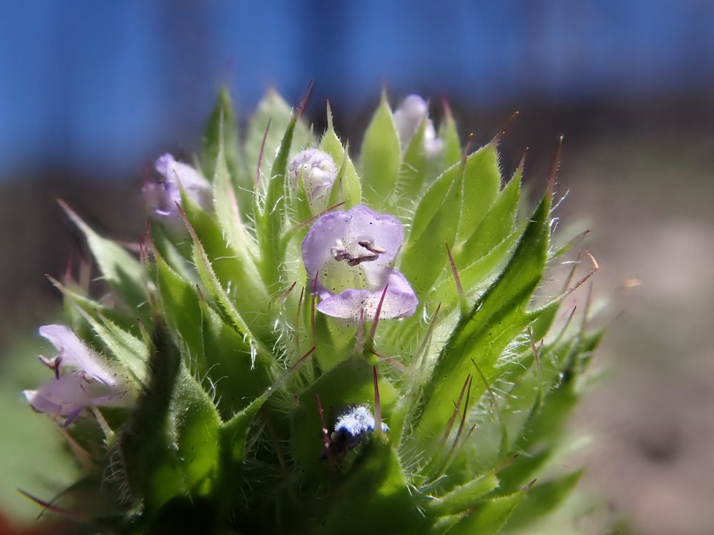 Small-Flowered Moldavica