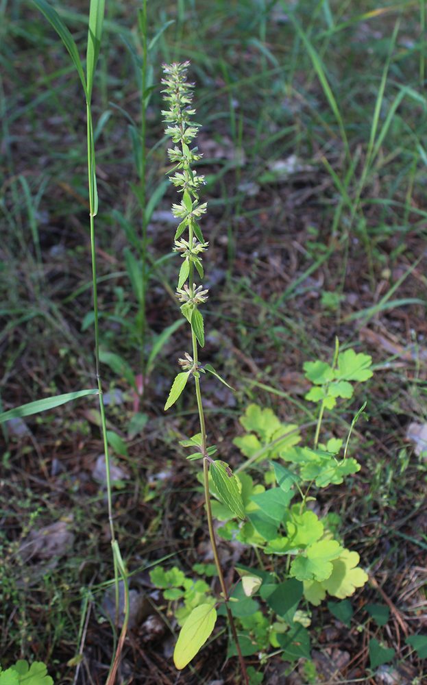 Thyme-Flowered Moldavica