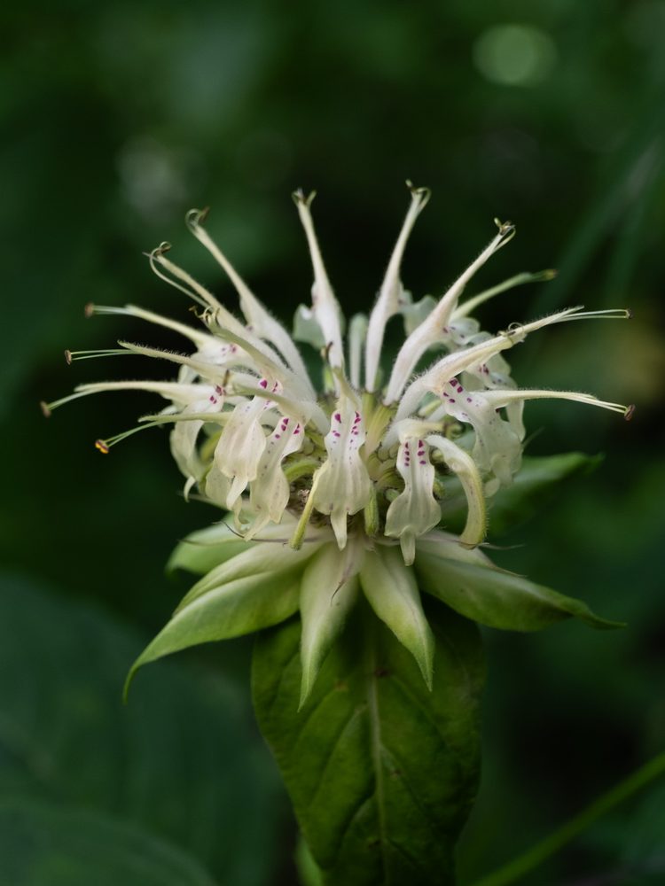 Clinopod Bergamot