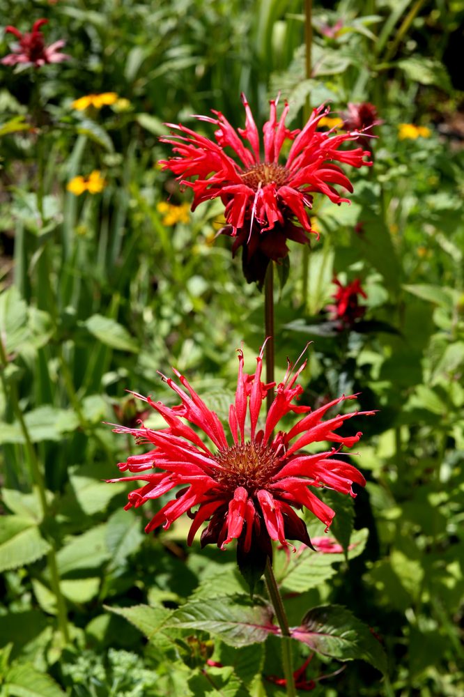 Beebalm