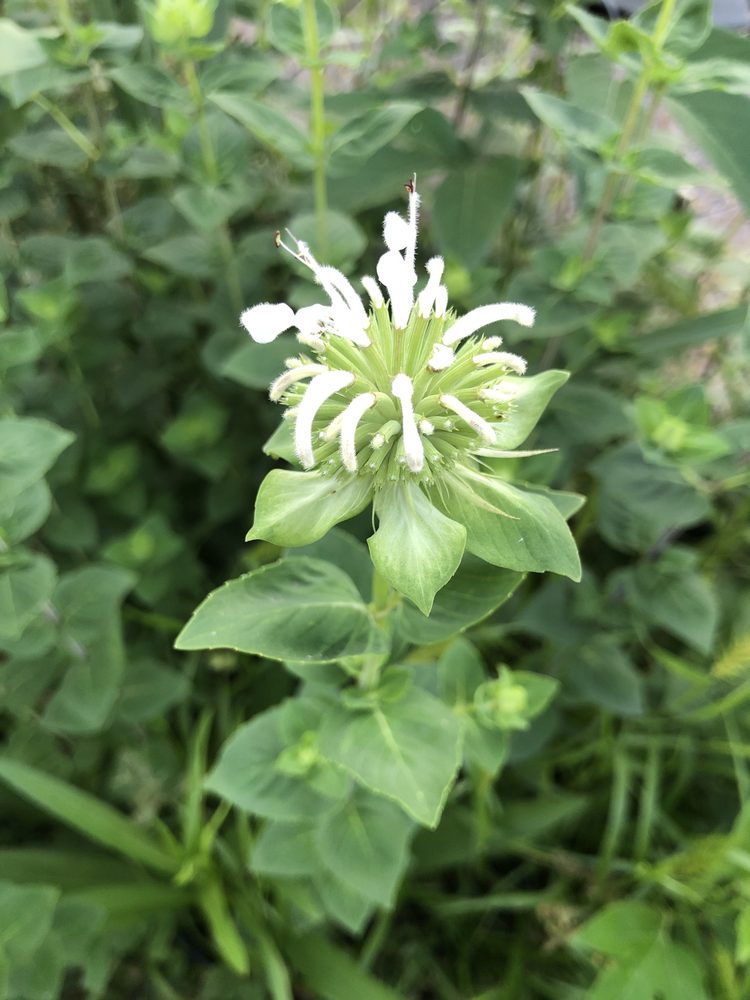Lindheimer's Monarda
