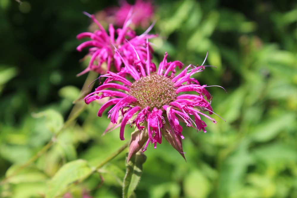 Mean Monarda