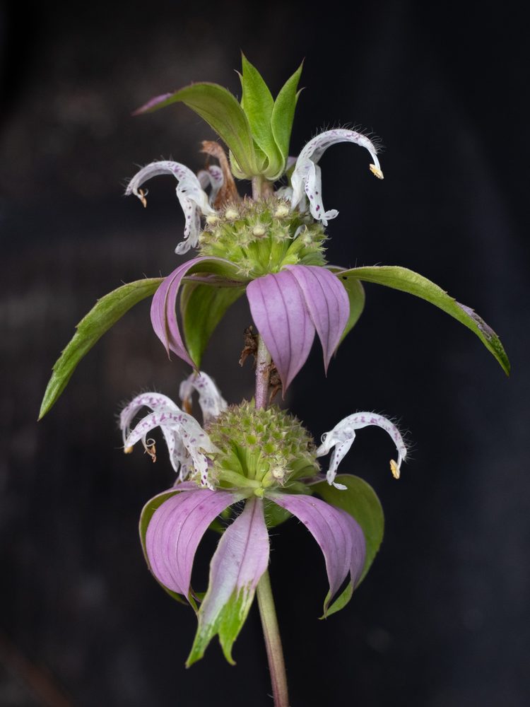 Horsemint