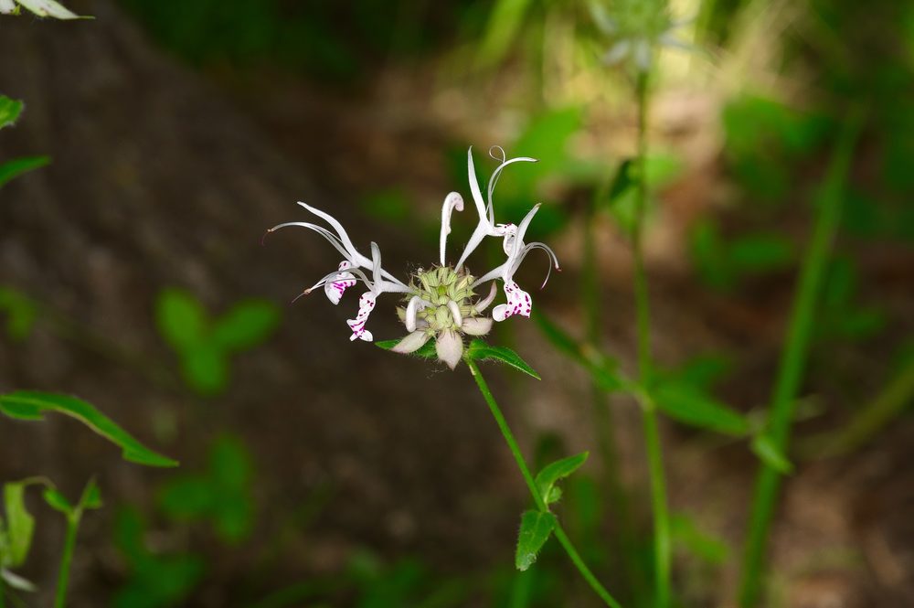 Russel's Monarda
