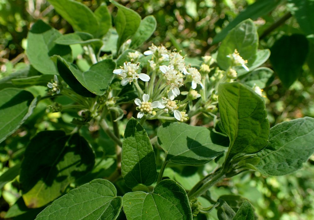 Montanoa