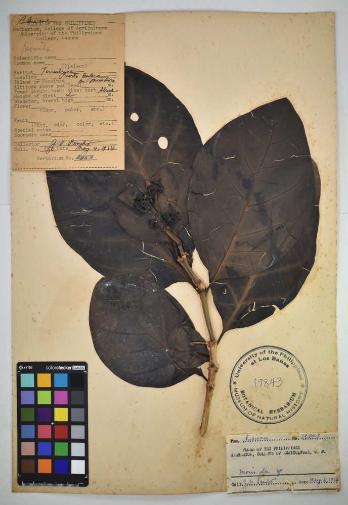 Morinda