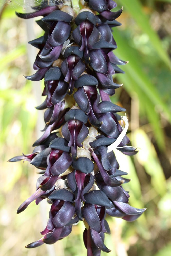 Mucuna deeringiana