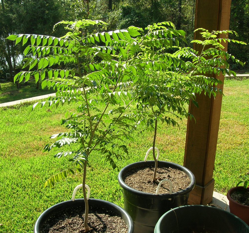 Curry Leaf Tree