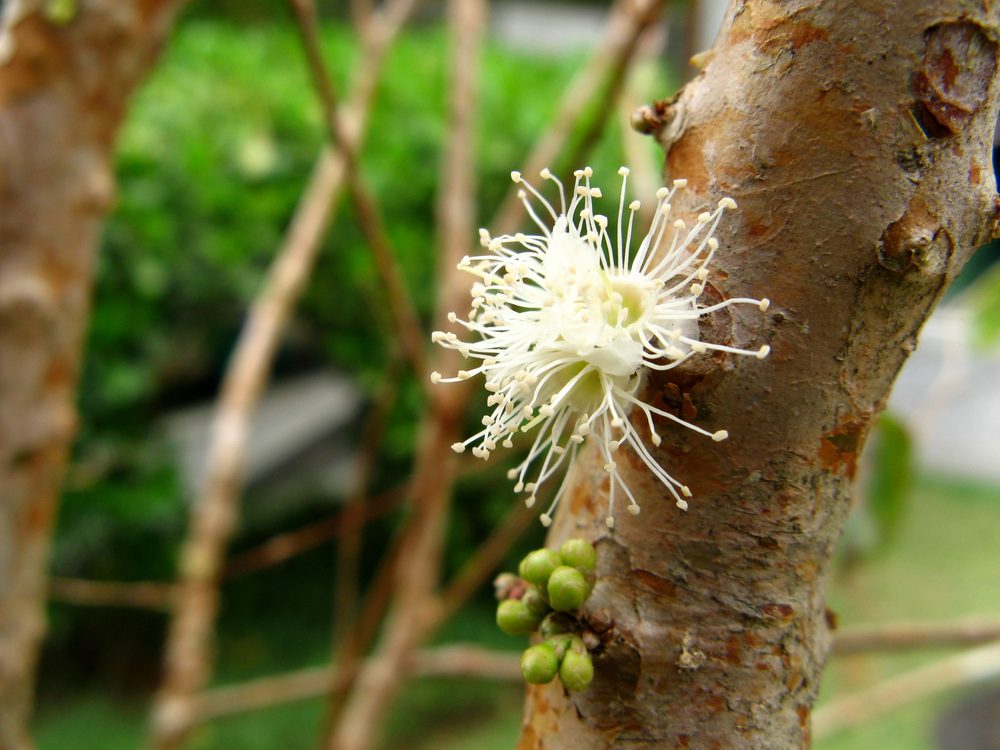 Jaboticaba