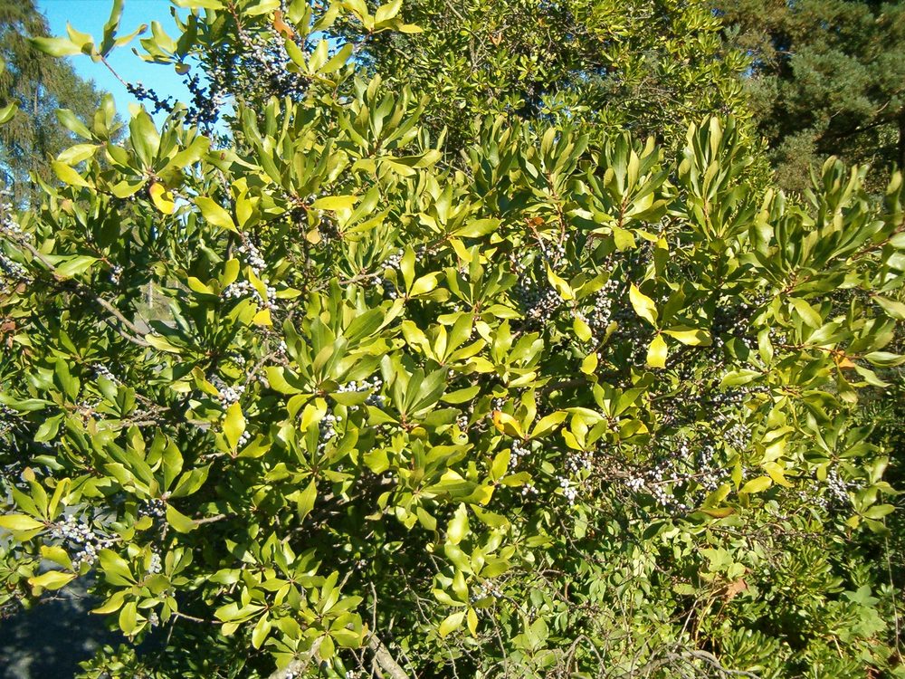 Bayberry