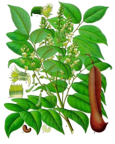Peru Balsam