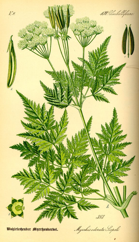 Garden Myrrh