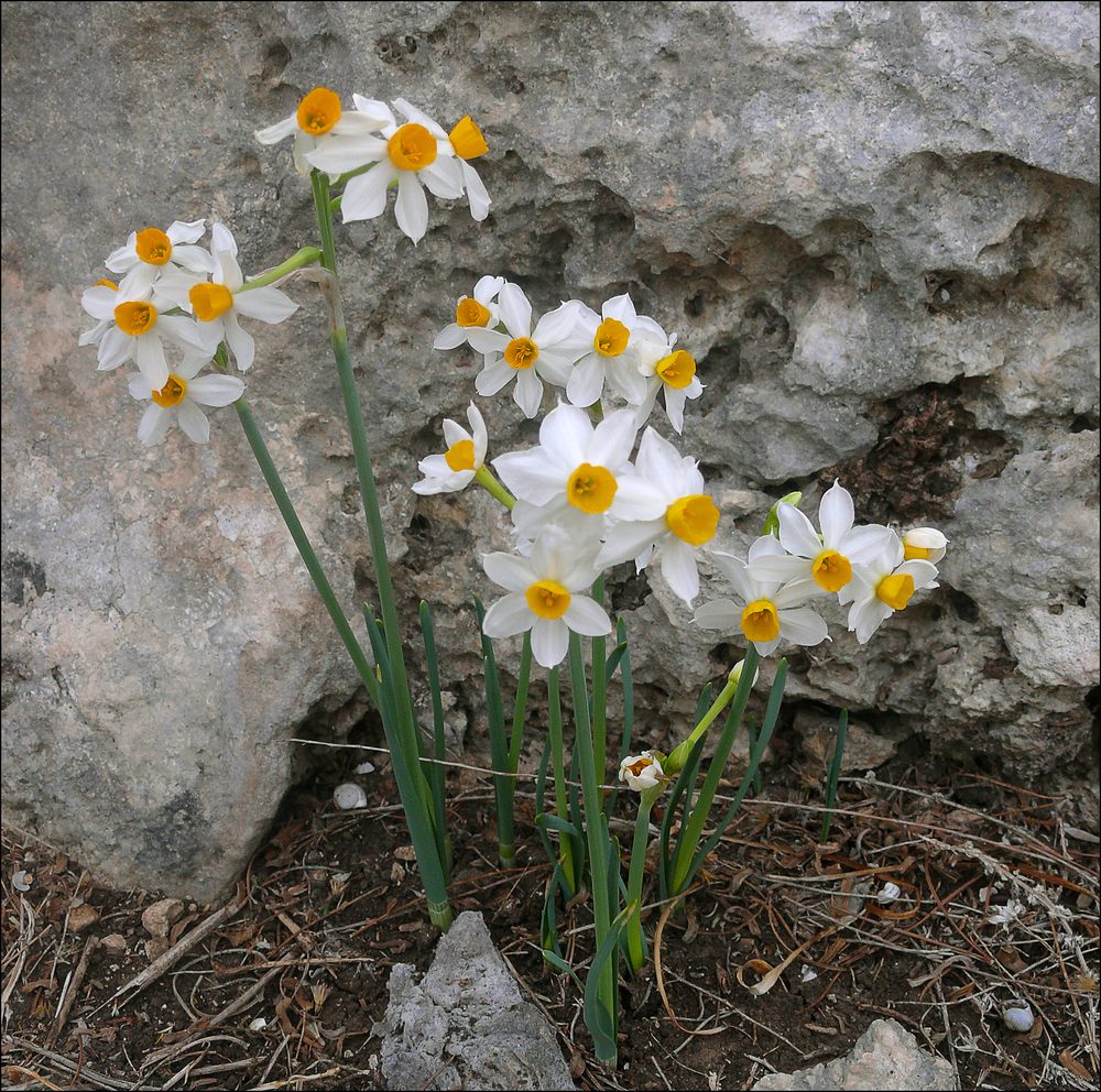 Daffodil