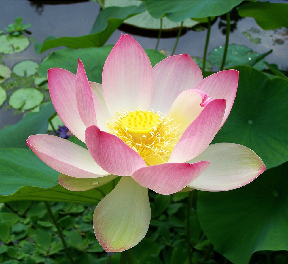 Water Lotus