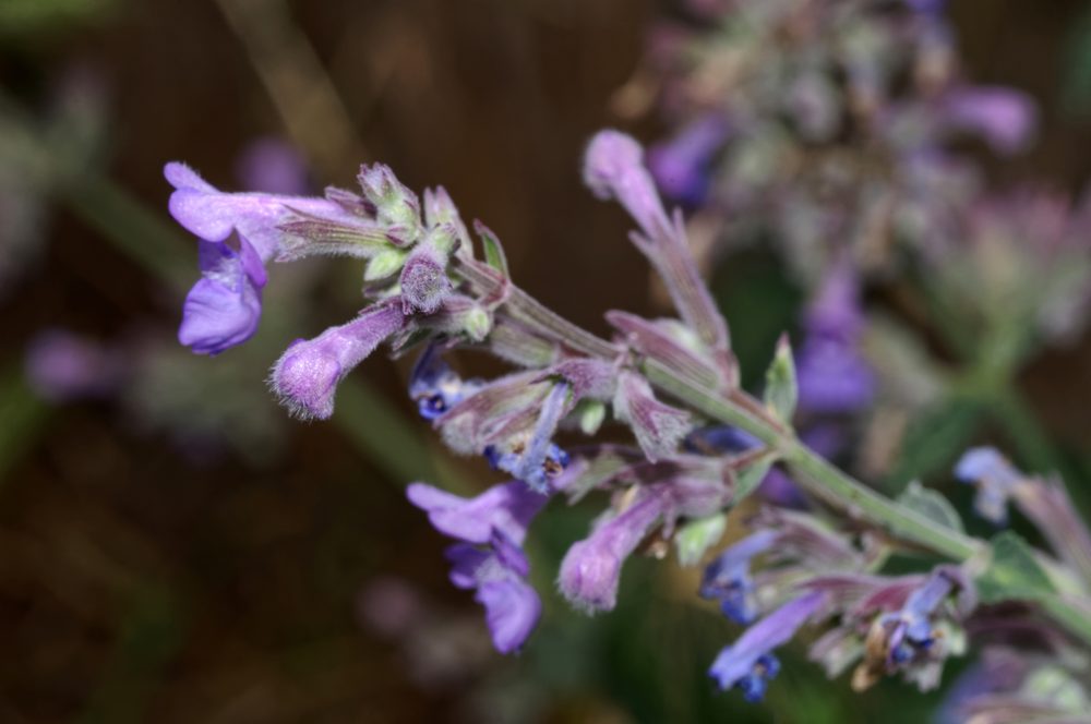 Cilician Catmint