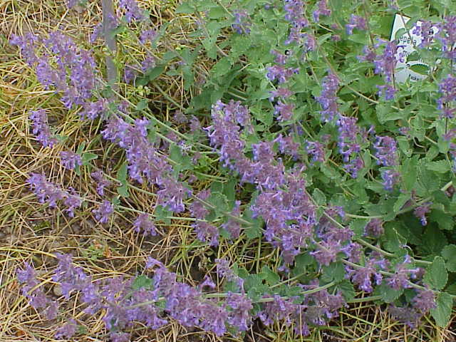 Catmint
