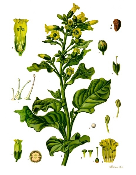 Aztec Tobacco