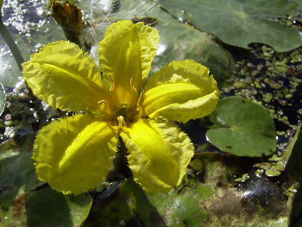 Nymphoides peltatum