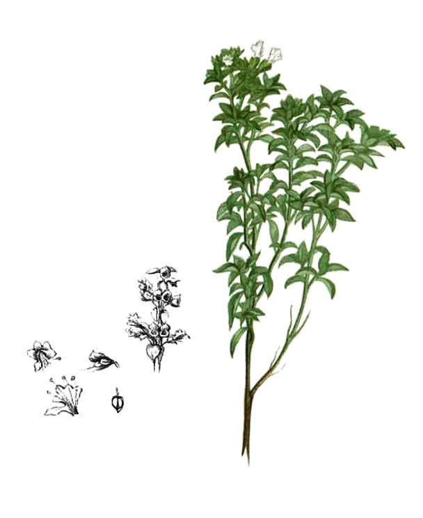 Hoary Basil