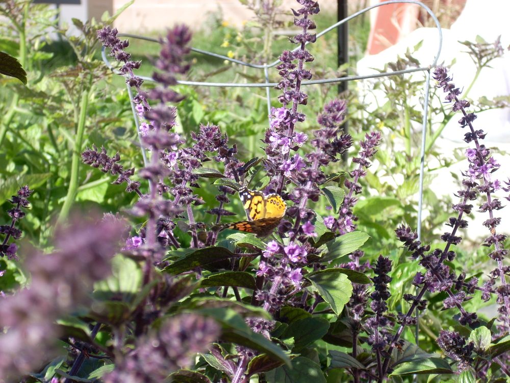 African Blue Basil