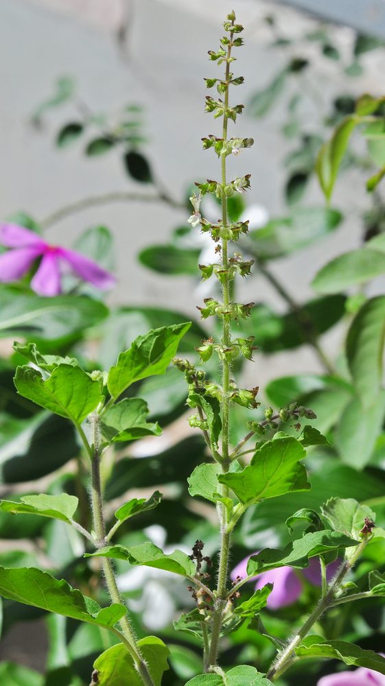 Holy Basil