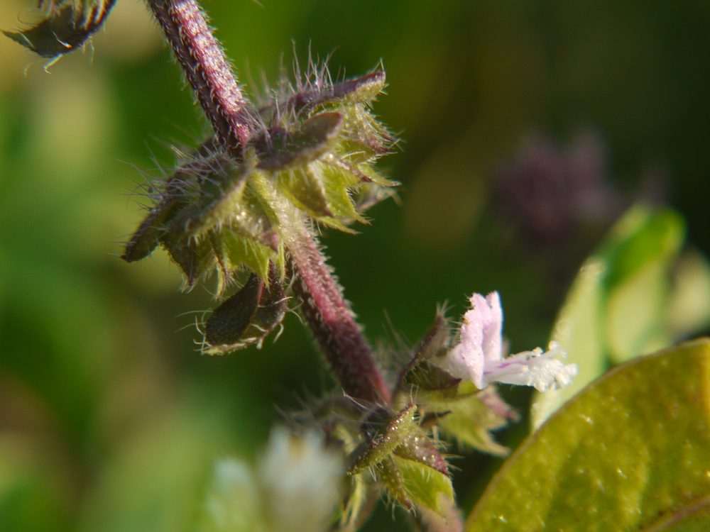 Basil