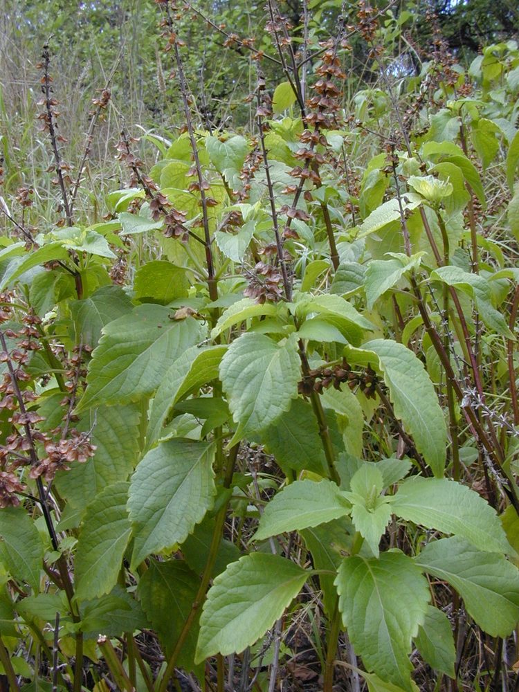 Kenyan Tree Basil