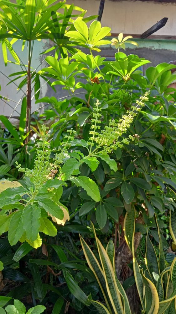 Anise-Scented Basil