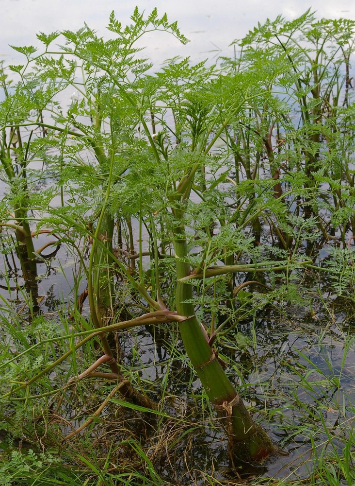 Water Fennel