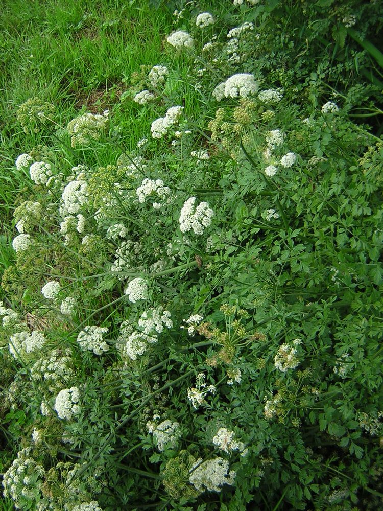 Water Dropwort