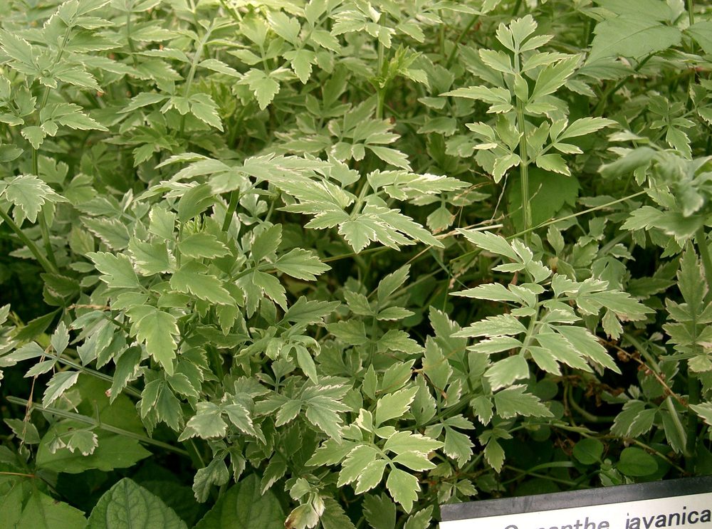 Javan Water Dropwort
