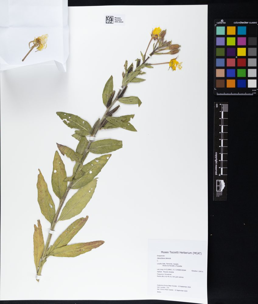 Evening-Primrose
