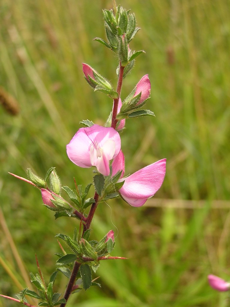 Spiny Restharrow