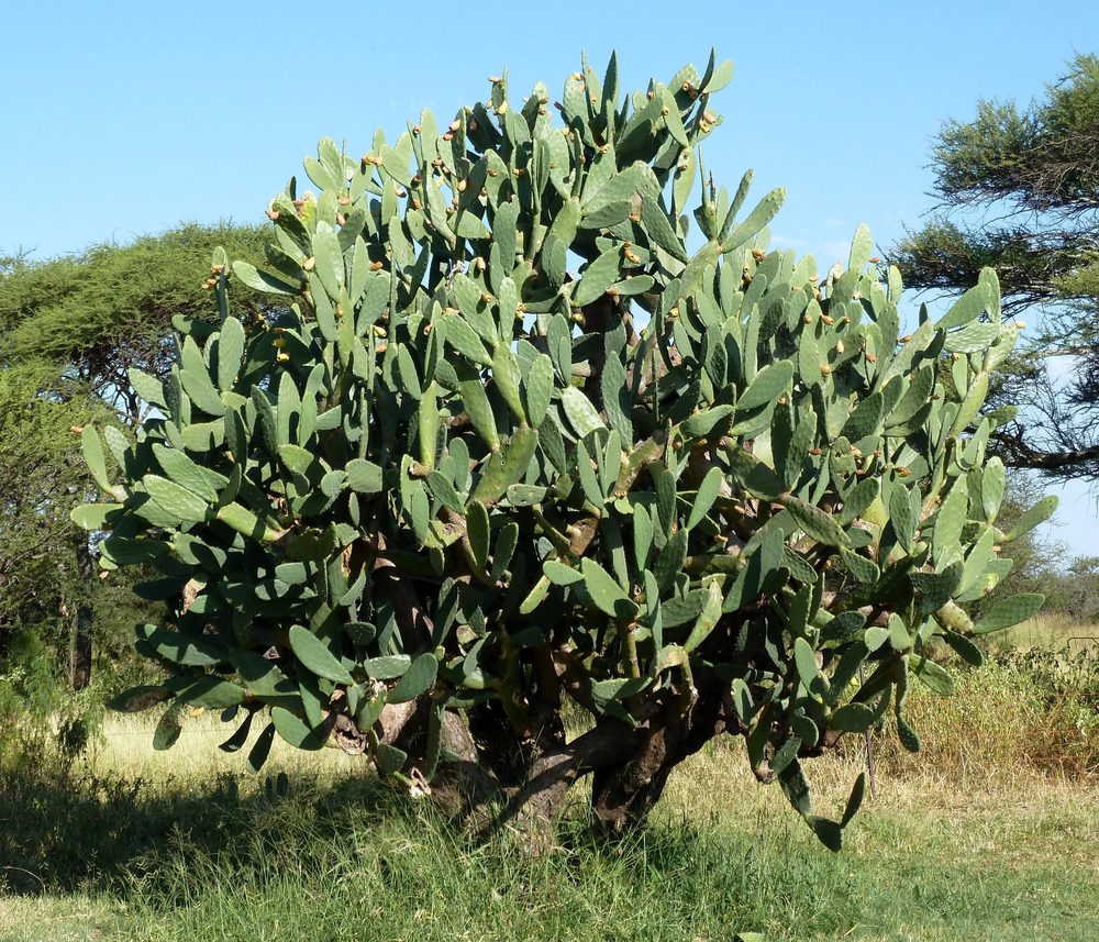 Indian Fig