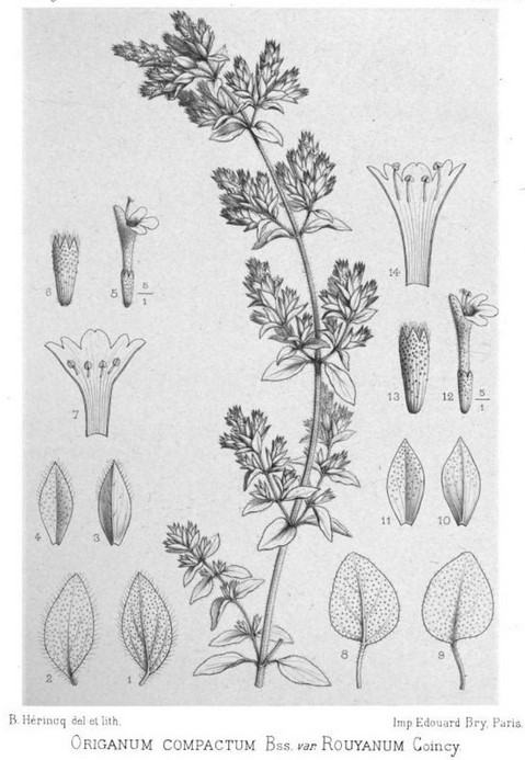 Origanum compactum