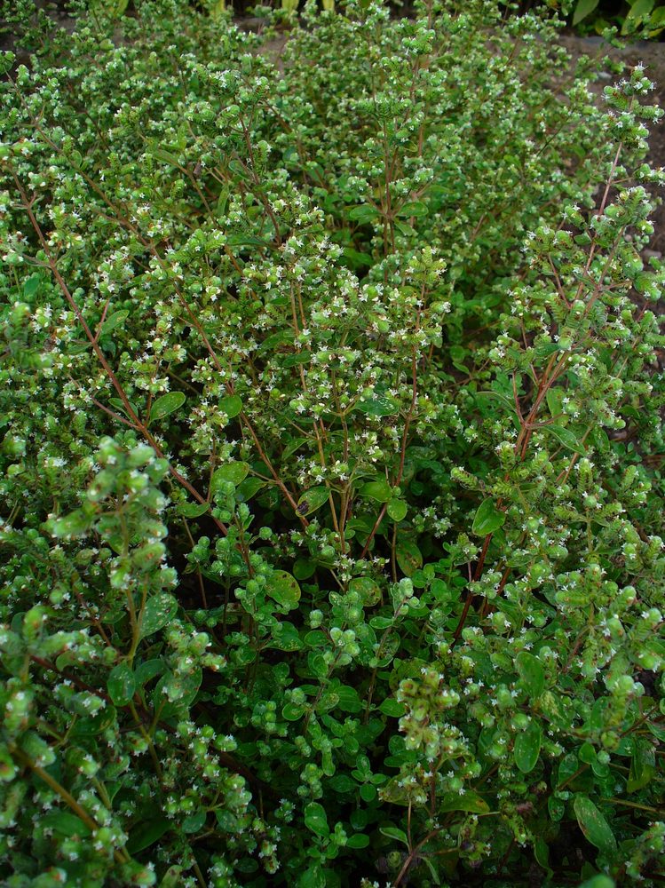 Marjoram