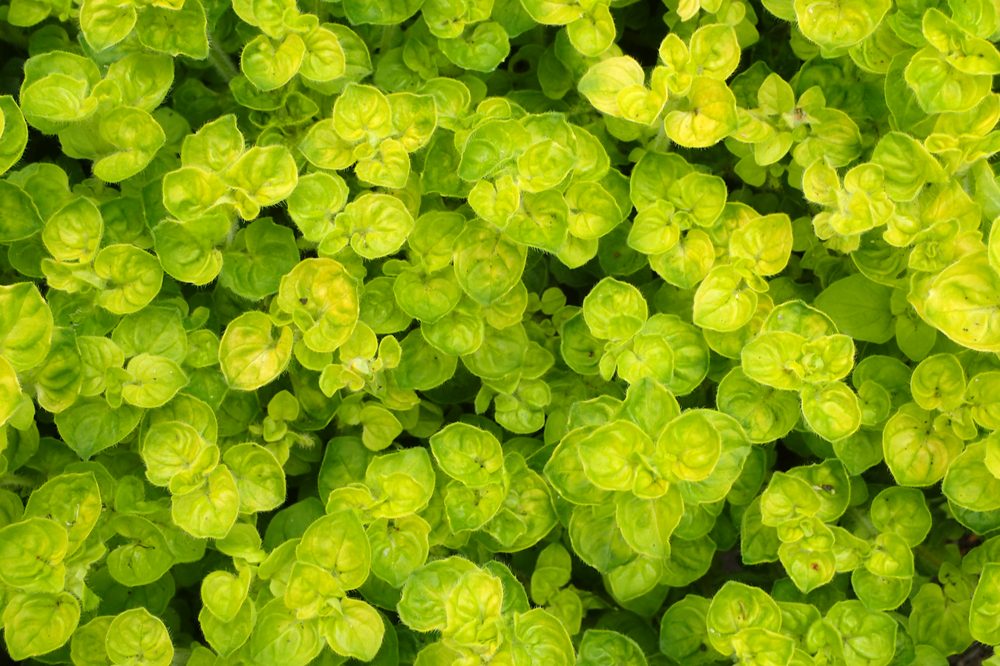 Oregano