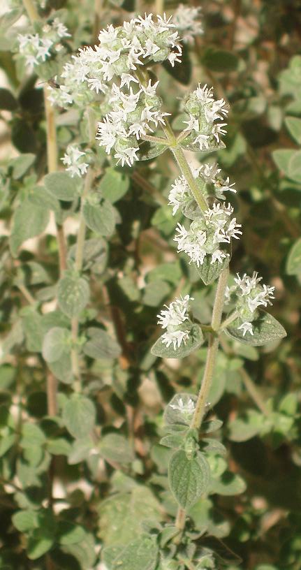 Za'Atar